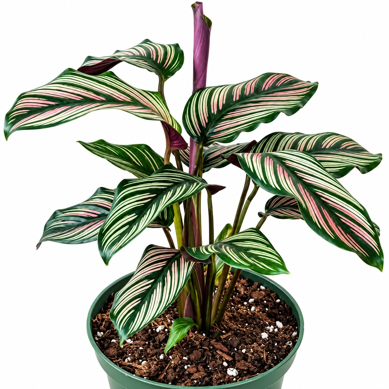 Calathiya Mejastica White Star