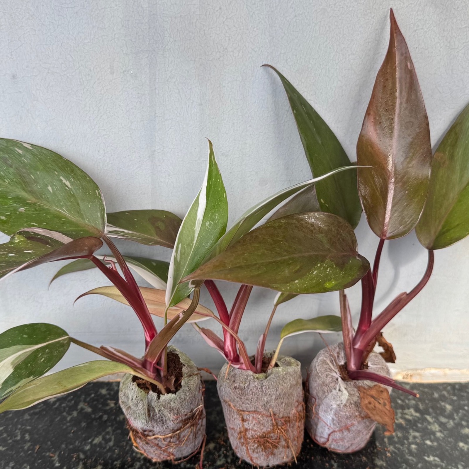 Philodendron Pink Princess Marble -(Healthy Live Plant in Jiffy Bag)