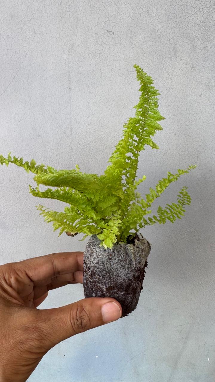 Fern Fluffy Ruffles -(Healthy Live Plant in Jiffy Bag)