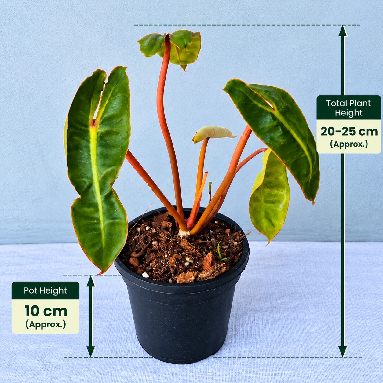 Philodendron  Billietiae – Premium Indoor Plant
