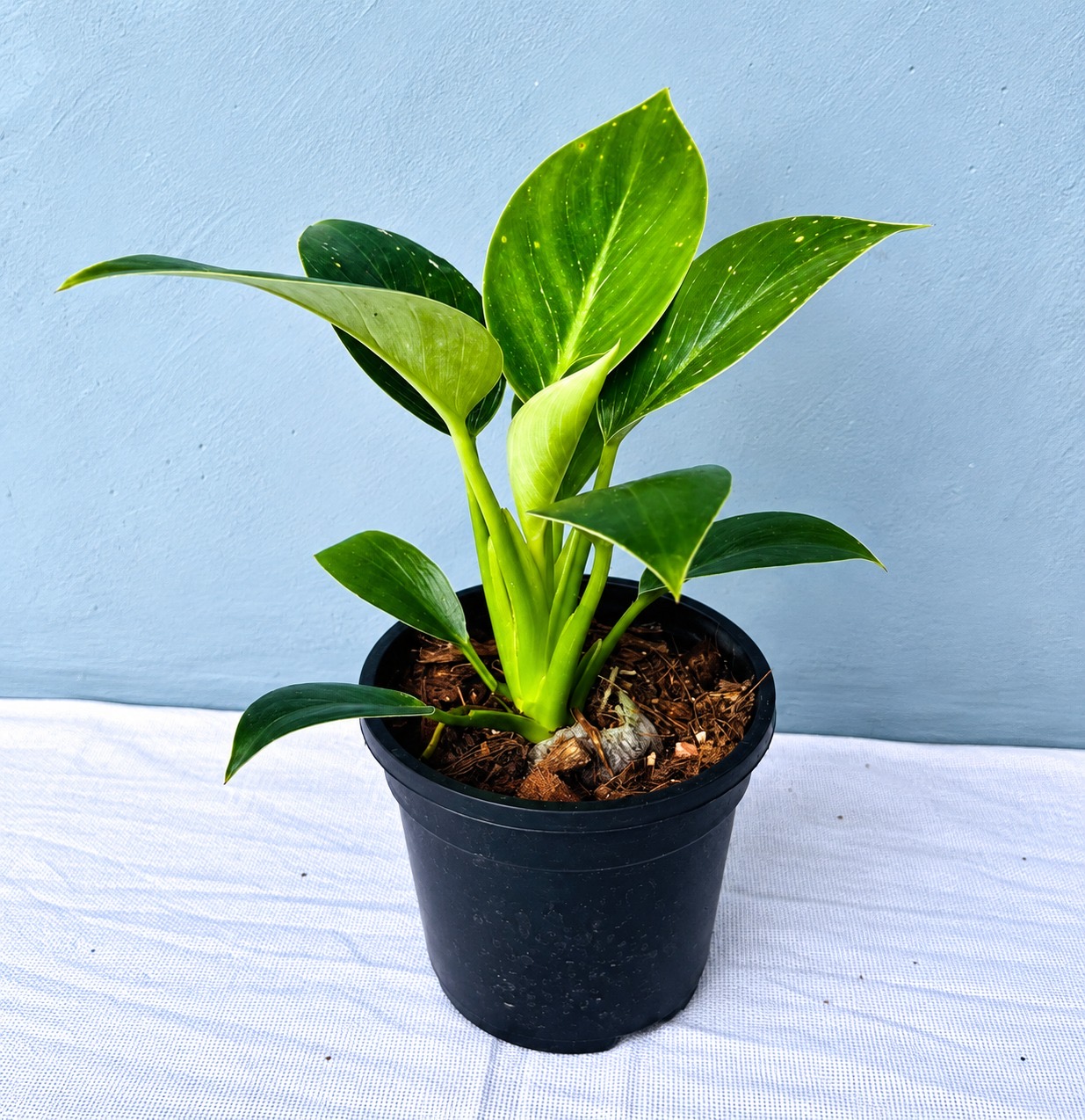 Philodendron Birkin– Premium Indoor Plant