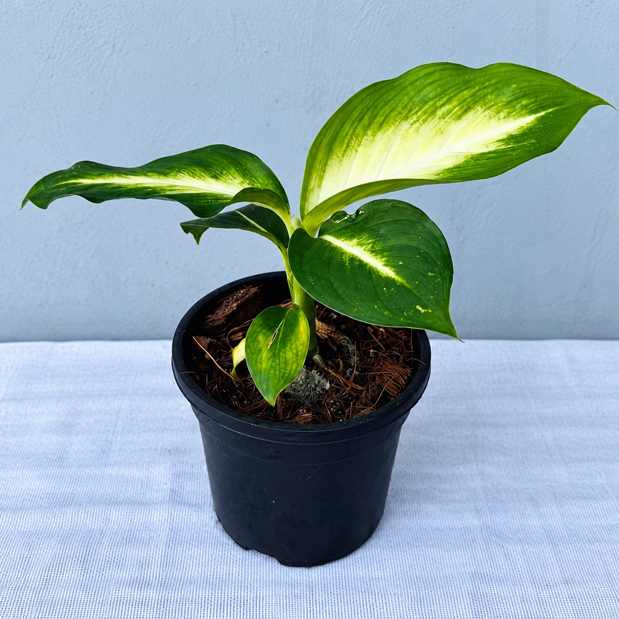 Diffenbachia White etna – Premium Indoor Plant