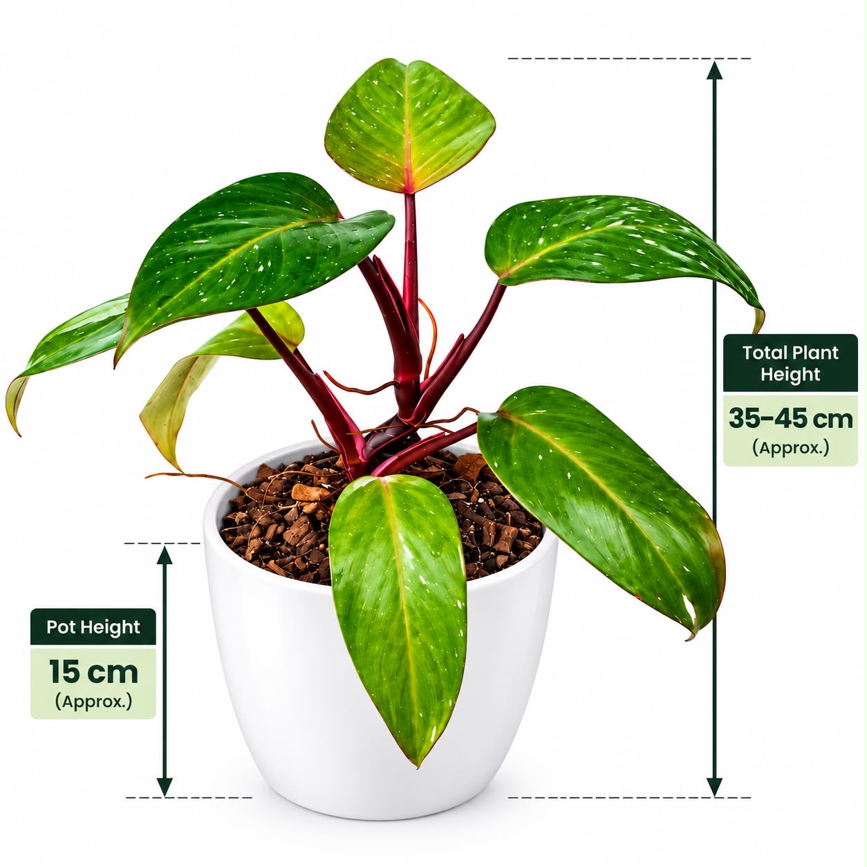 Philodendron Red Anderson– 15cm Self Watering Pot