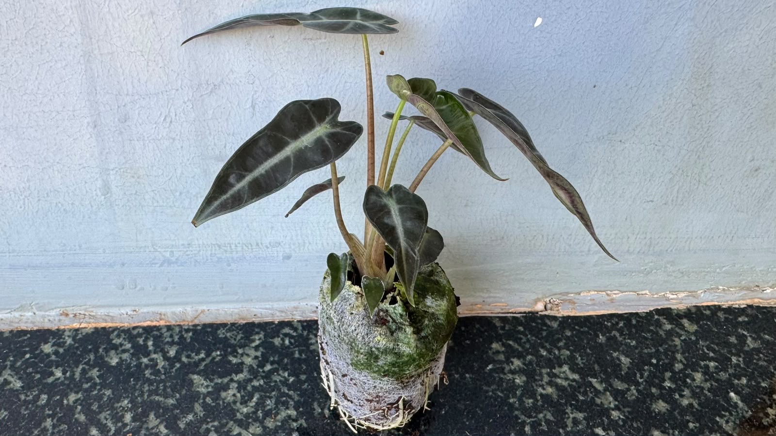 Alocasia Bambino – Premium Indoor Plant