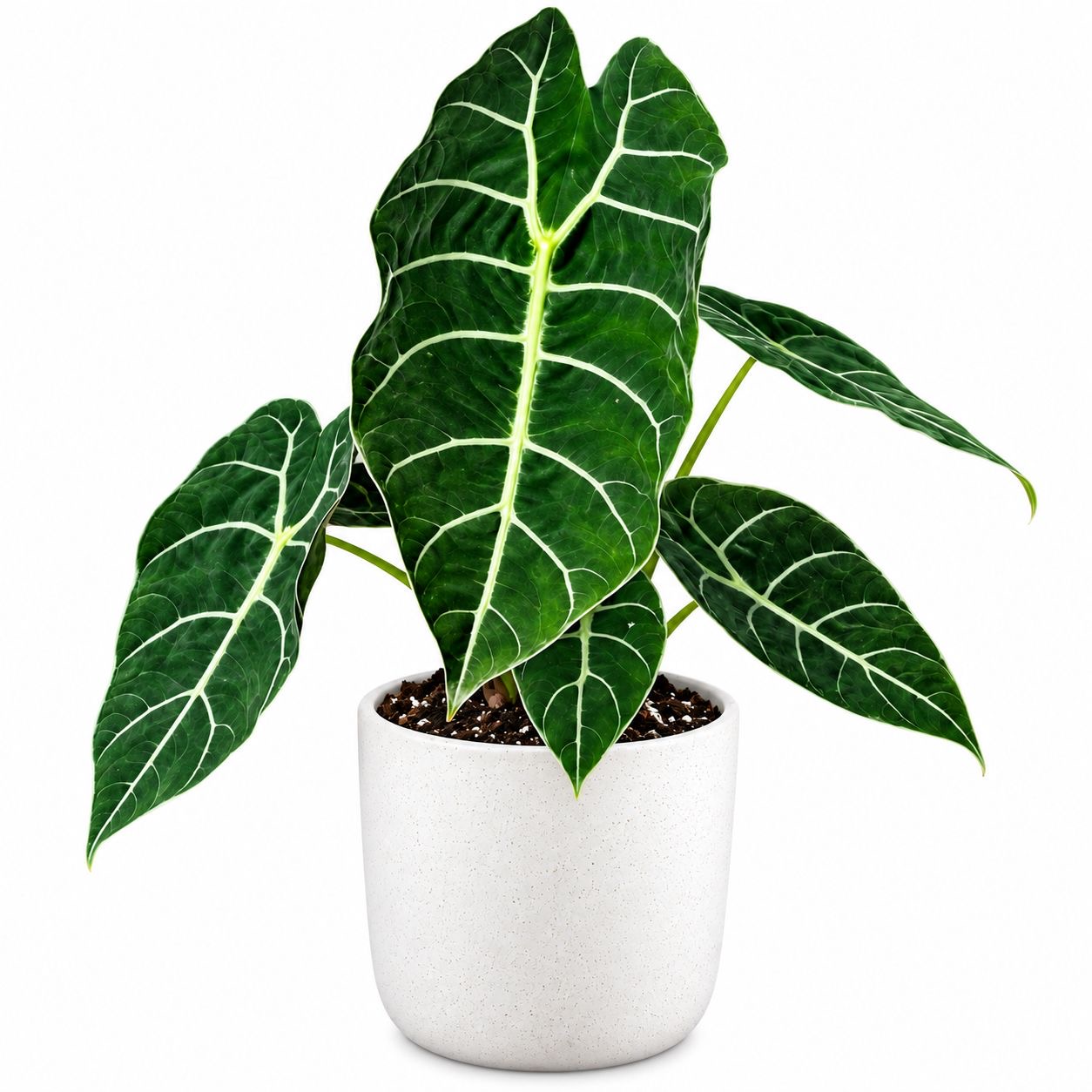 Alocasia Watsoniana Velvet -(Healthy Live Plant in Jiffy Bag)