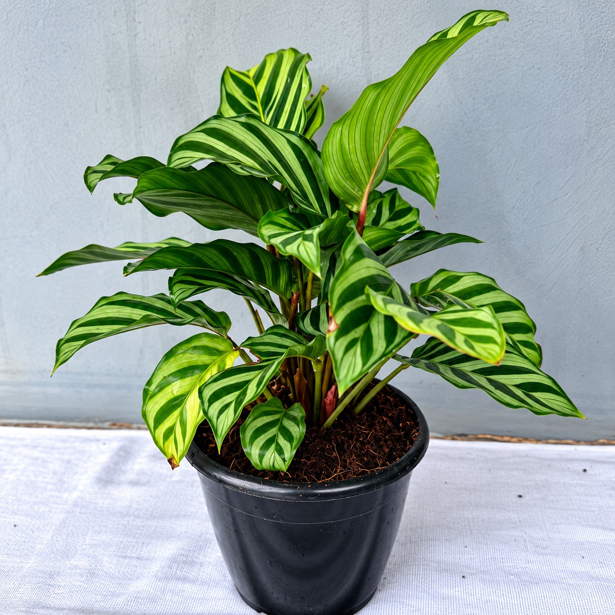 Calathea Freddie