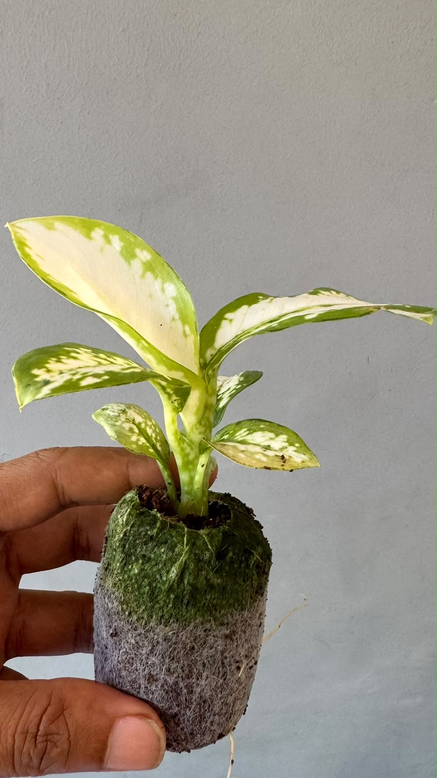 Diffenbachia White etna -(Healthy Live Plant in Jiffy Bag)